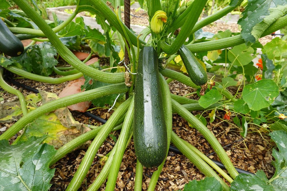 Uprawa cukinii w ogrodzie