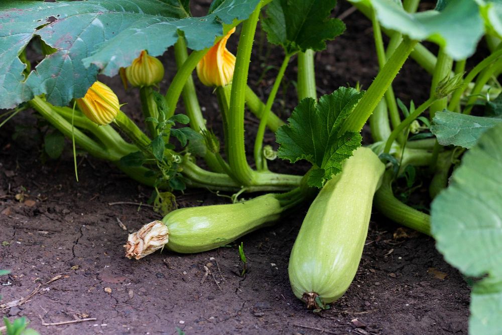 Uprawa cukinii