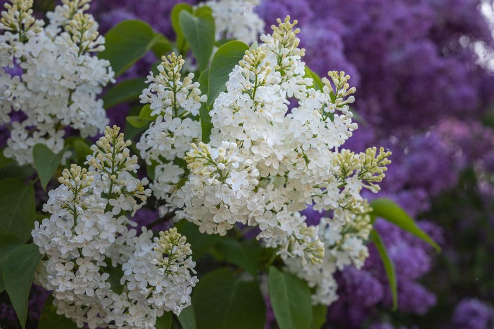 Bez kwitnie w ogrodzie