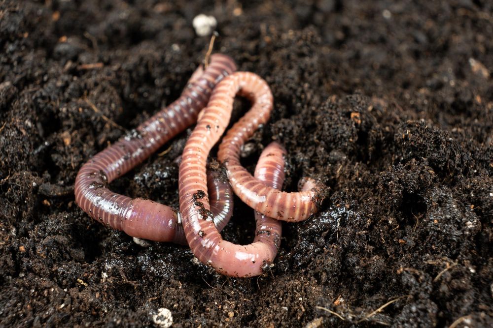 Dżdżownica do kompostu