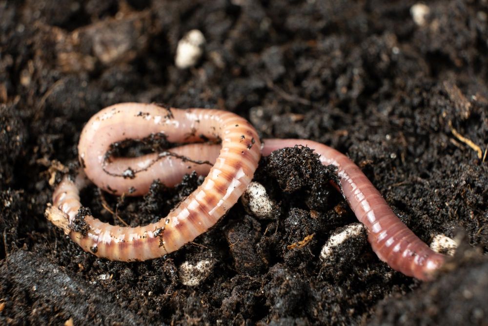 Dżdżownica kalifornijska