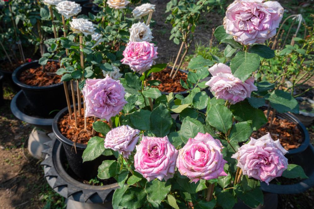 Jak rozmnażać róże