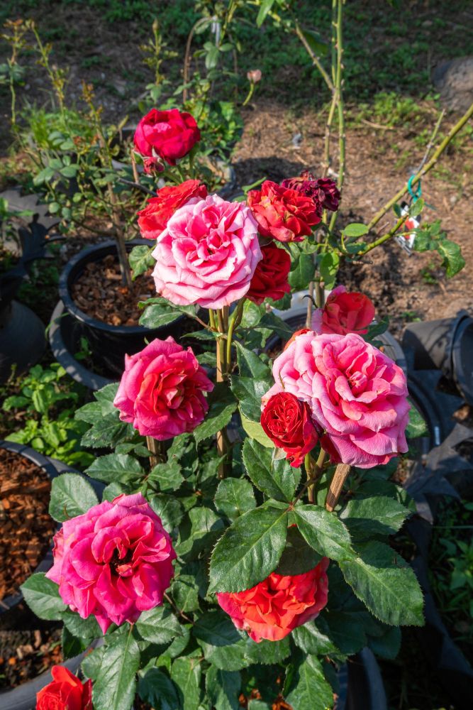 Jak rozmnażać różę