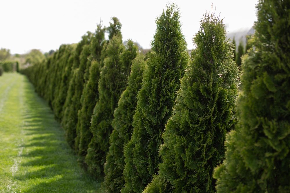 Jak szybko rośnie tuja