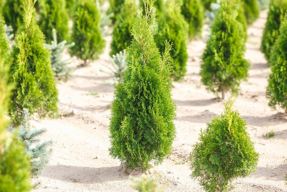 Jaki przyrost ma tuja