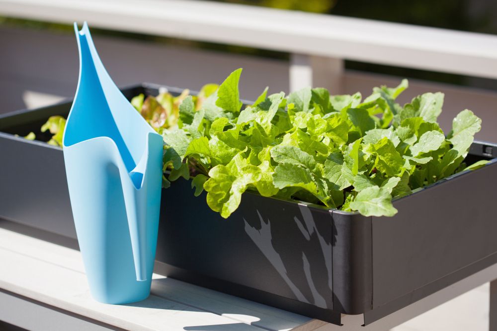 Jakie warzywa można uprawiać na balkonie