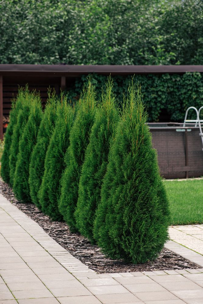 Kora ogrodowa pod tuje