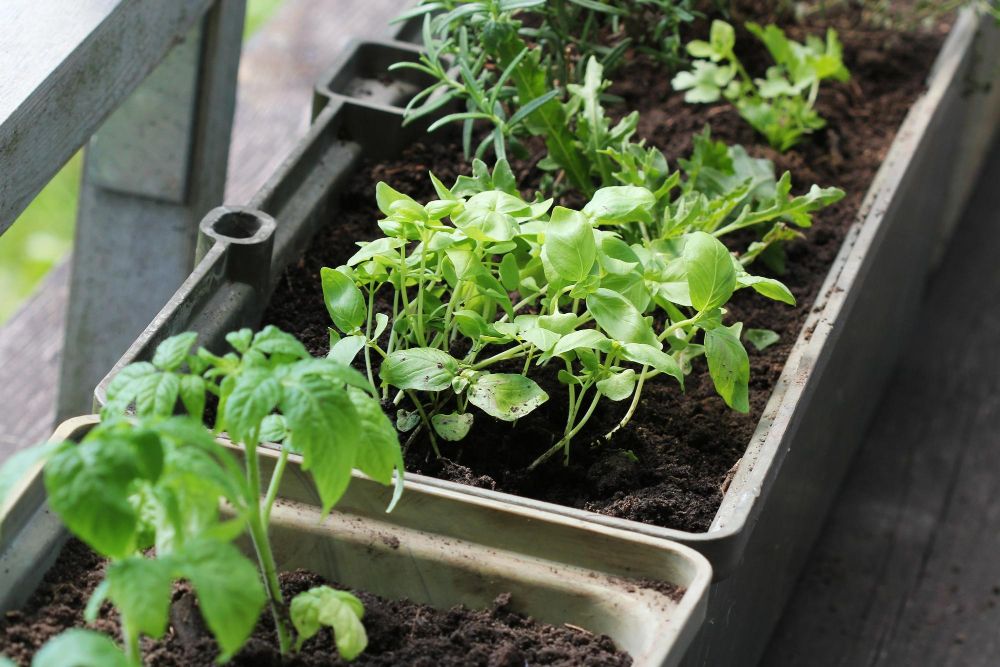 Ogród warzywny na balkonie
