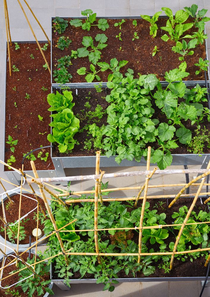 Uprawa warzyw na balkonie