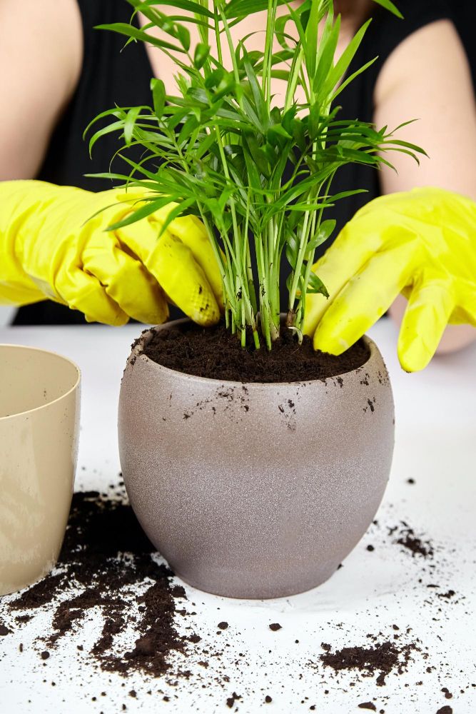 Chamedora przesadzanie