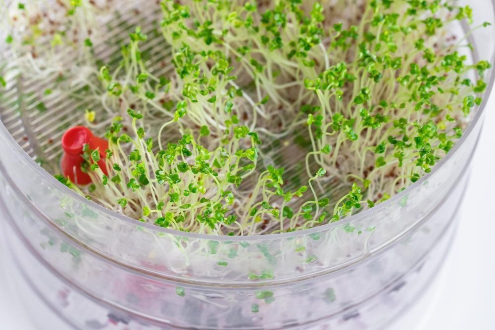 Jak hodować kiełki w kiełkownicy