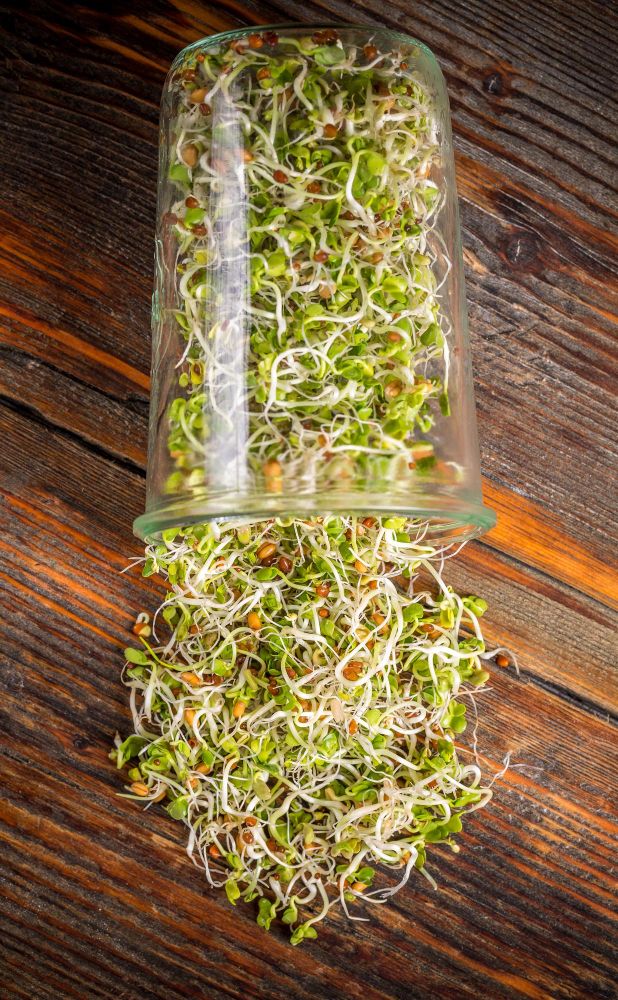 Jak wyhodować kiełki