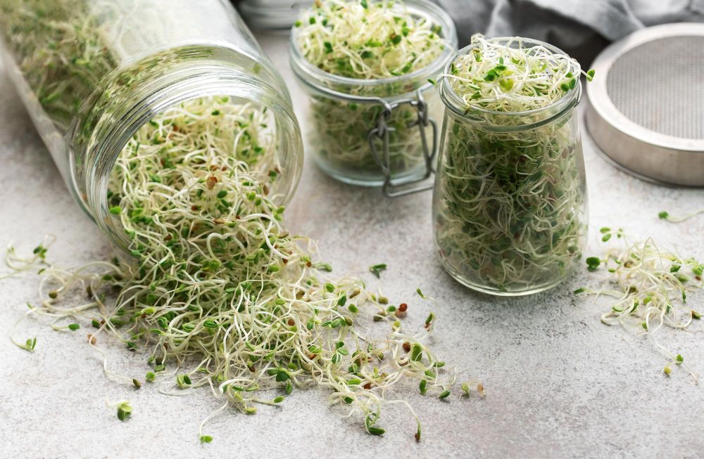 Jak zrobić kiełki w słoiku