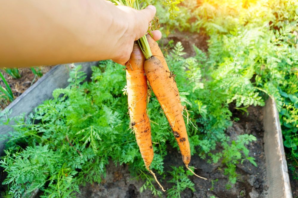 Kiedy siać marchew do gruntu