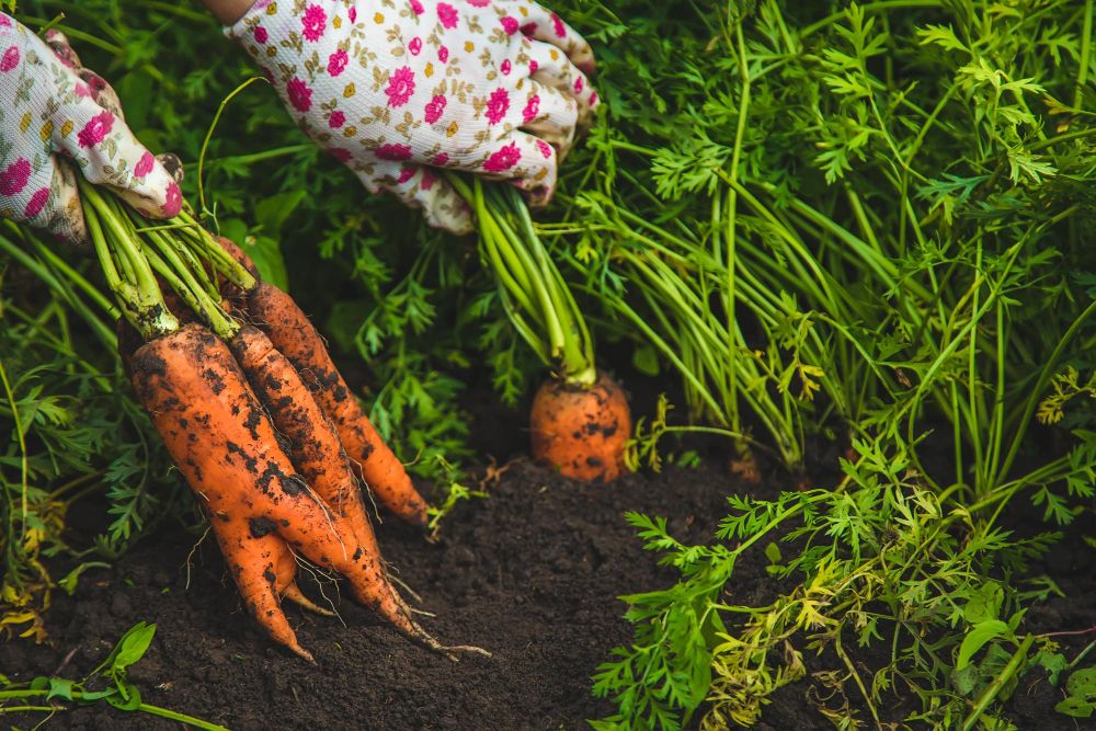 Kiedy sieje się marchew