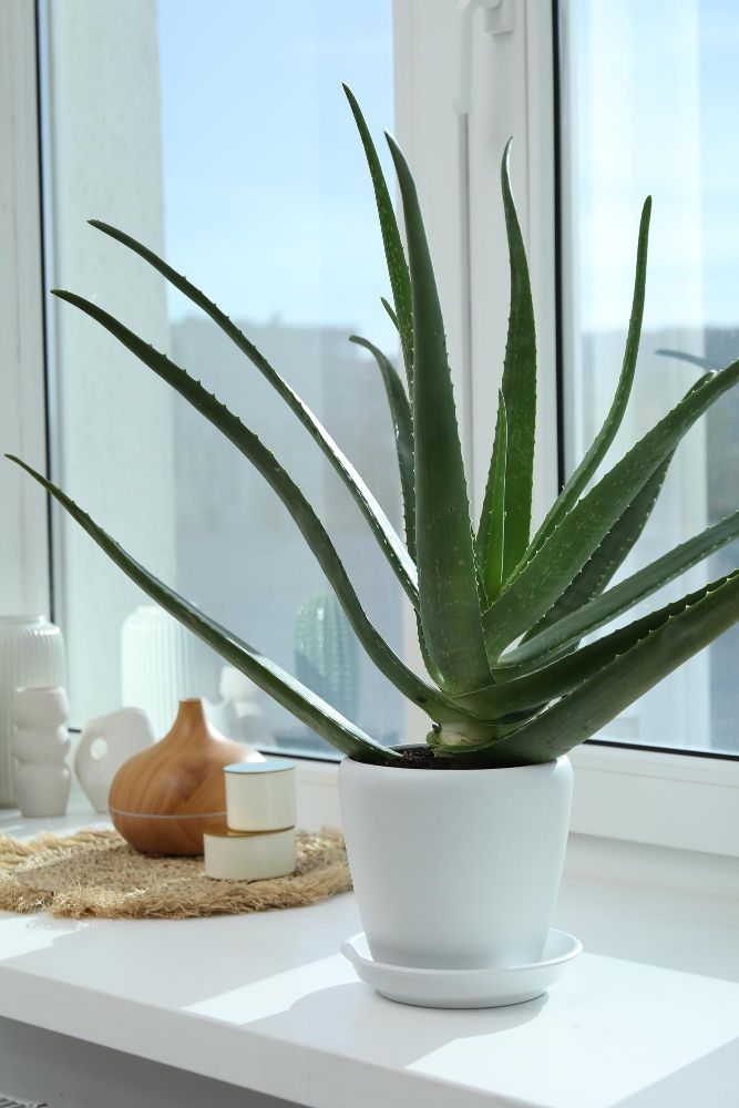 Najzdrowsze kwiaty do domu