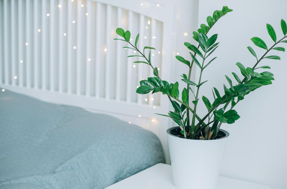 Najzdrowsze kwiaty do sypialni