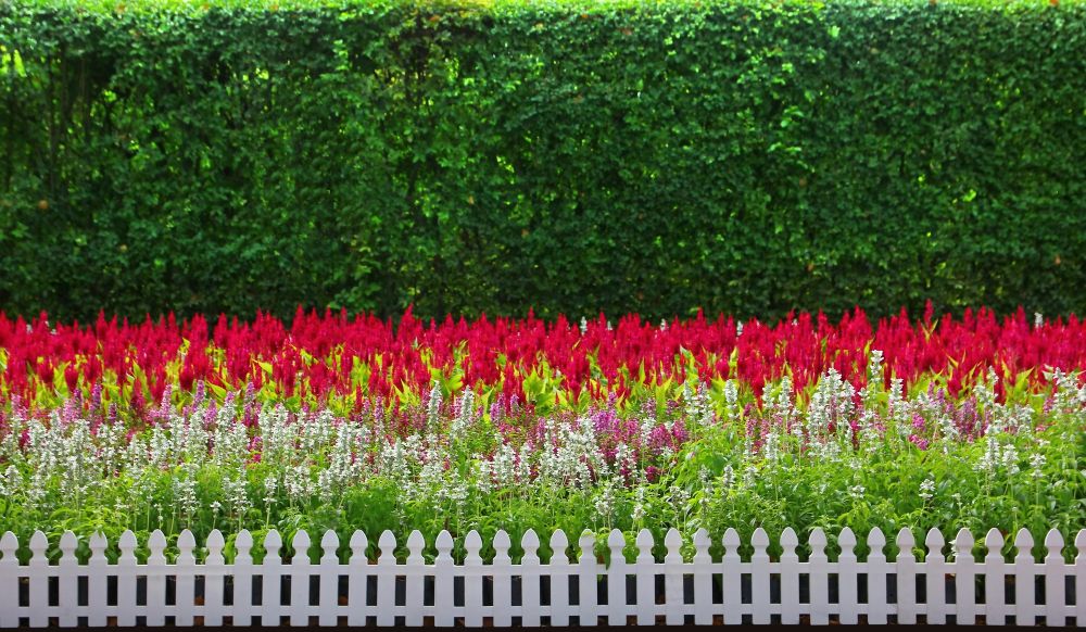 Przy płocie rośliny wzdłuż ogrodzenia