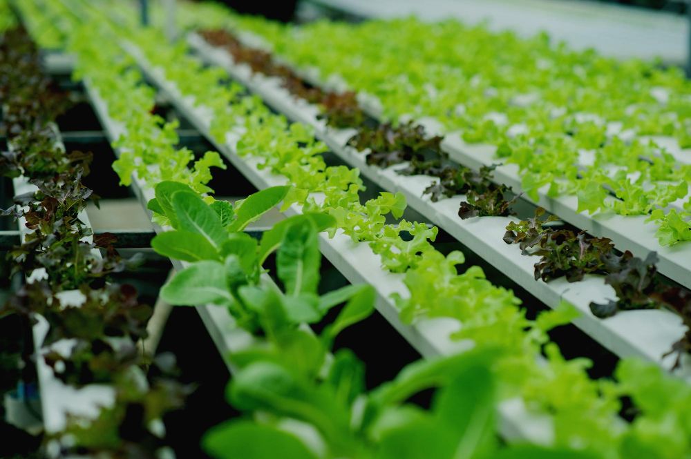 Rośliny do uprawy hydroponicznej
