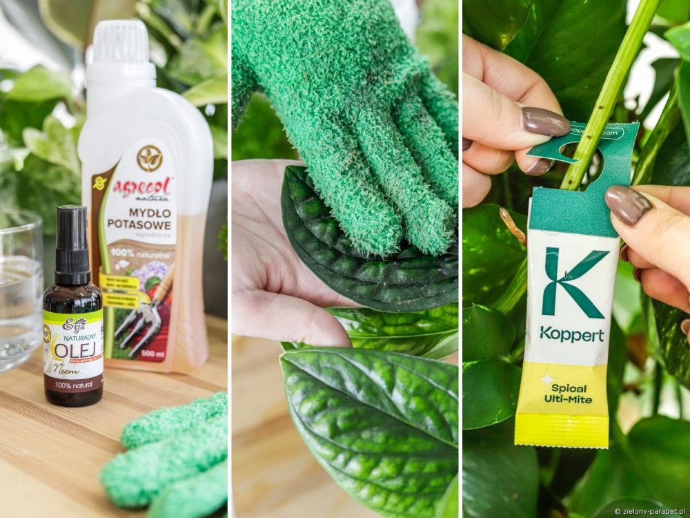 Środki na przędziorki