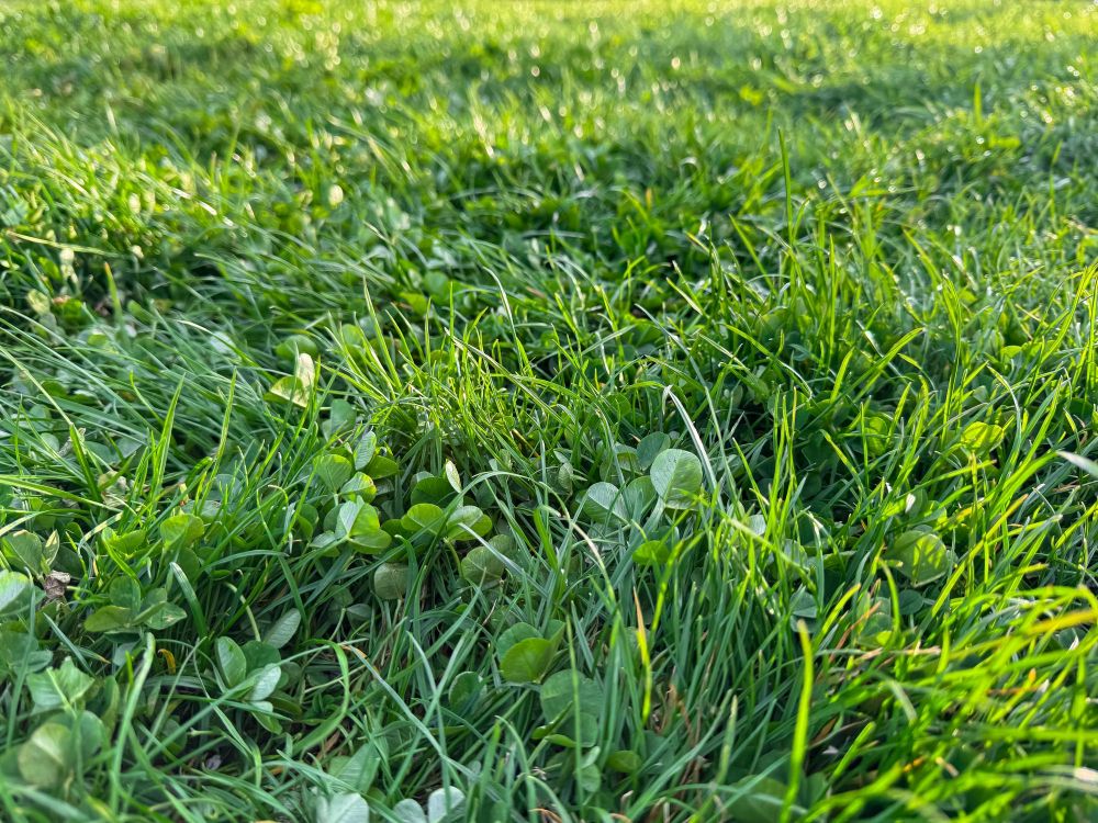 Trawa z mikrokoniczyną