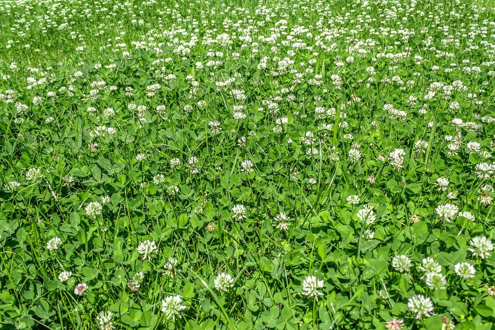 Trawa z mikrokoniczyną