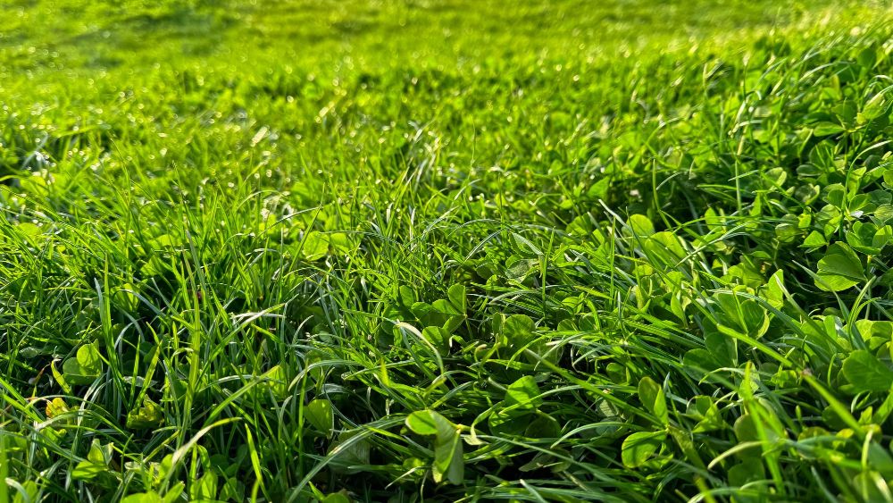 Trawnik z mikrokoniczyną