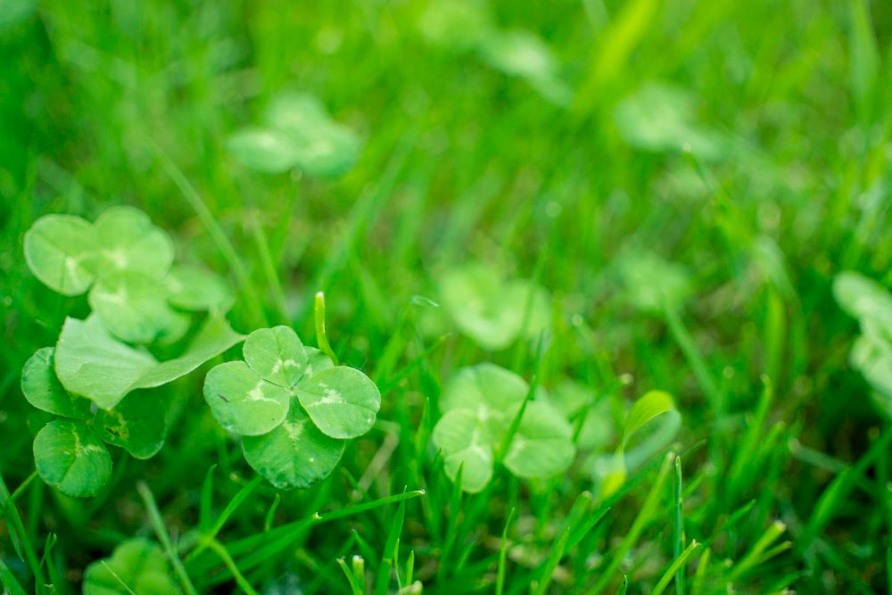 Trawnik z mikrokoniczyny