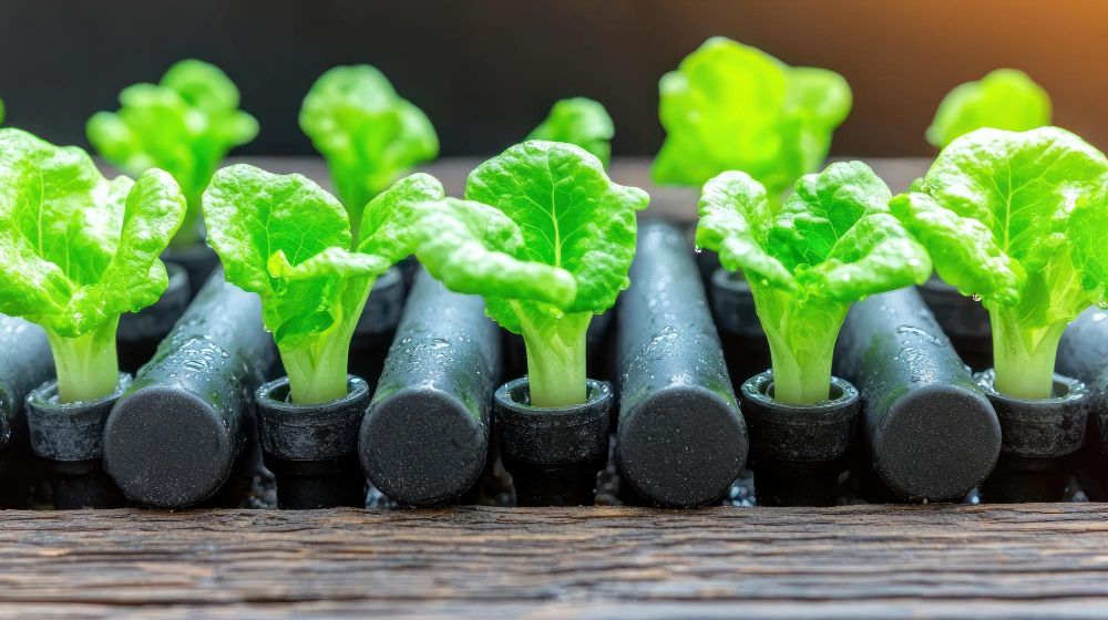 Uprawa hydroponiczna w domu