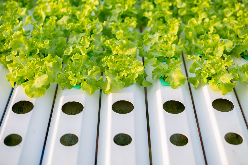 Uprawa hydroponiczna w domu