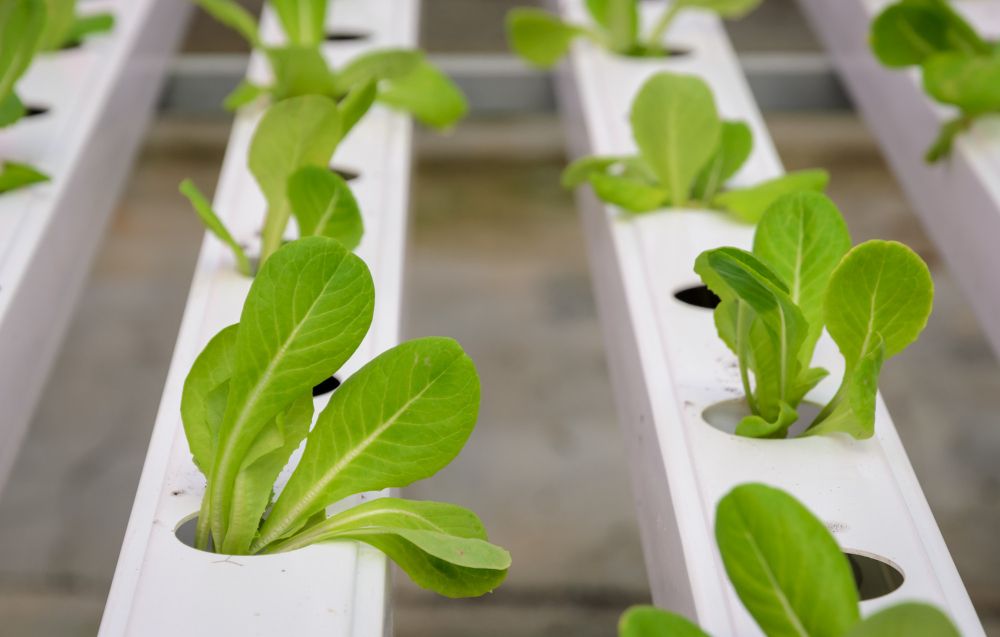 Uprawy hydroponiczne