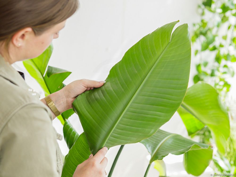 Wiosenny przegląd roślin doniczkowych Jak szybko wykryć i zwalczyć przędziorki oraz wciornastki