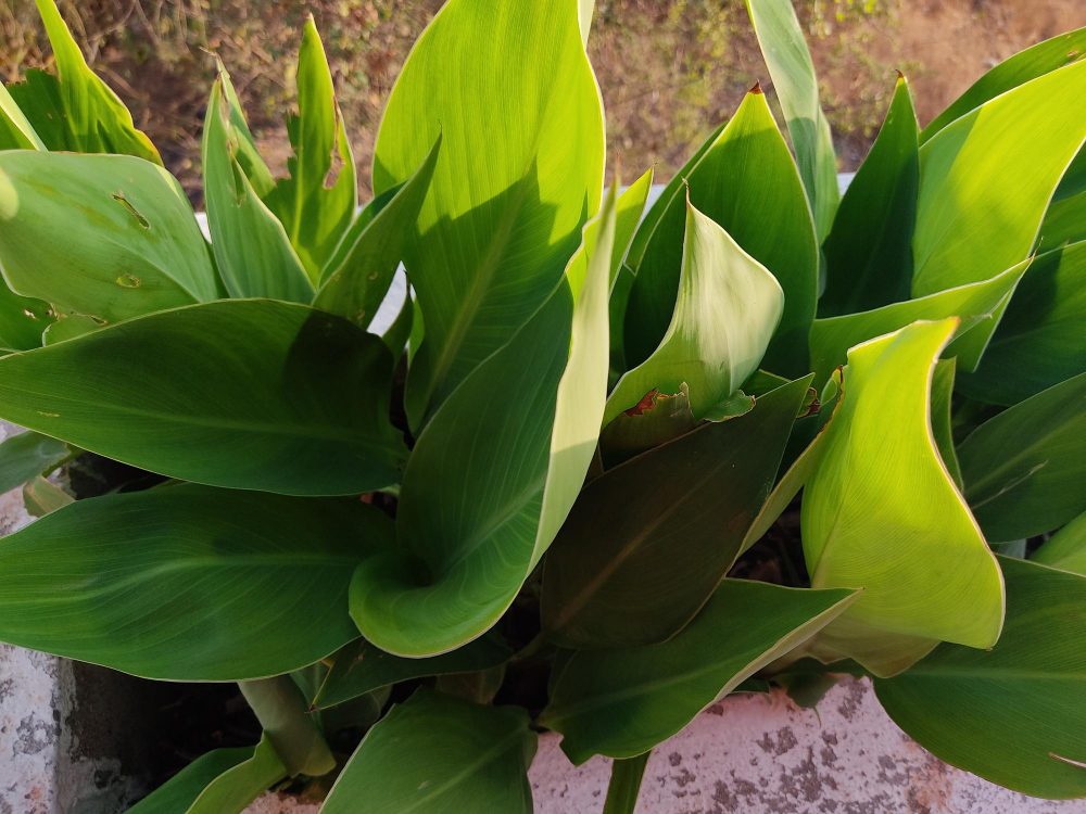 Aspidistra cena