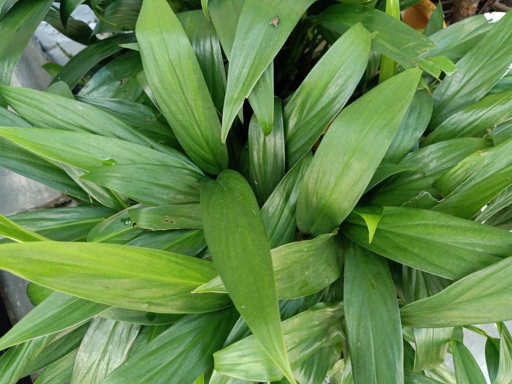 Aspidistra elatior
