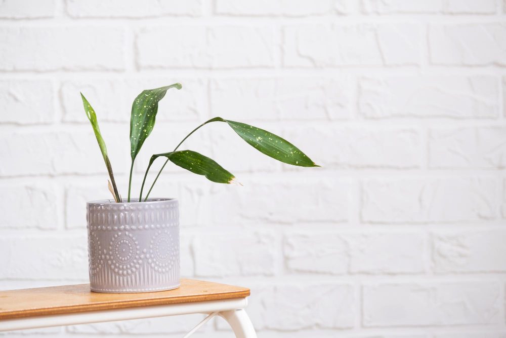 Aspidistra milky way