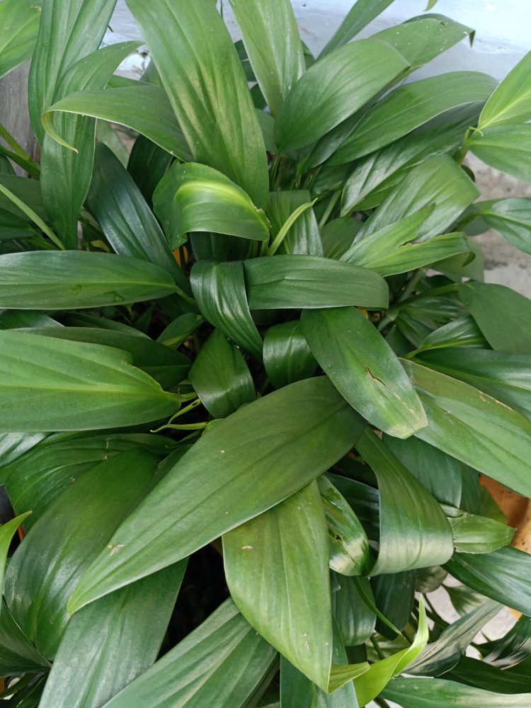 Aspidistra wymagania