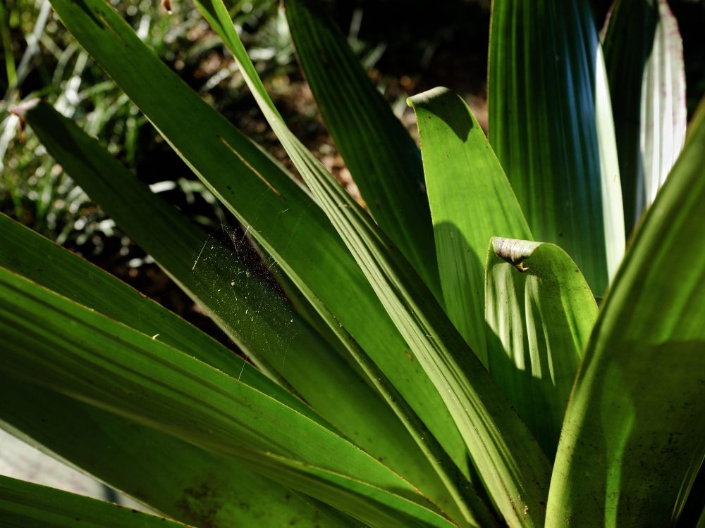 Aspidistra wyniosła uprawa