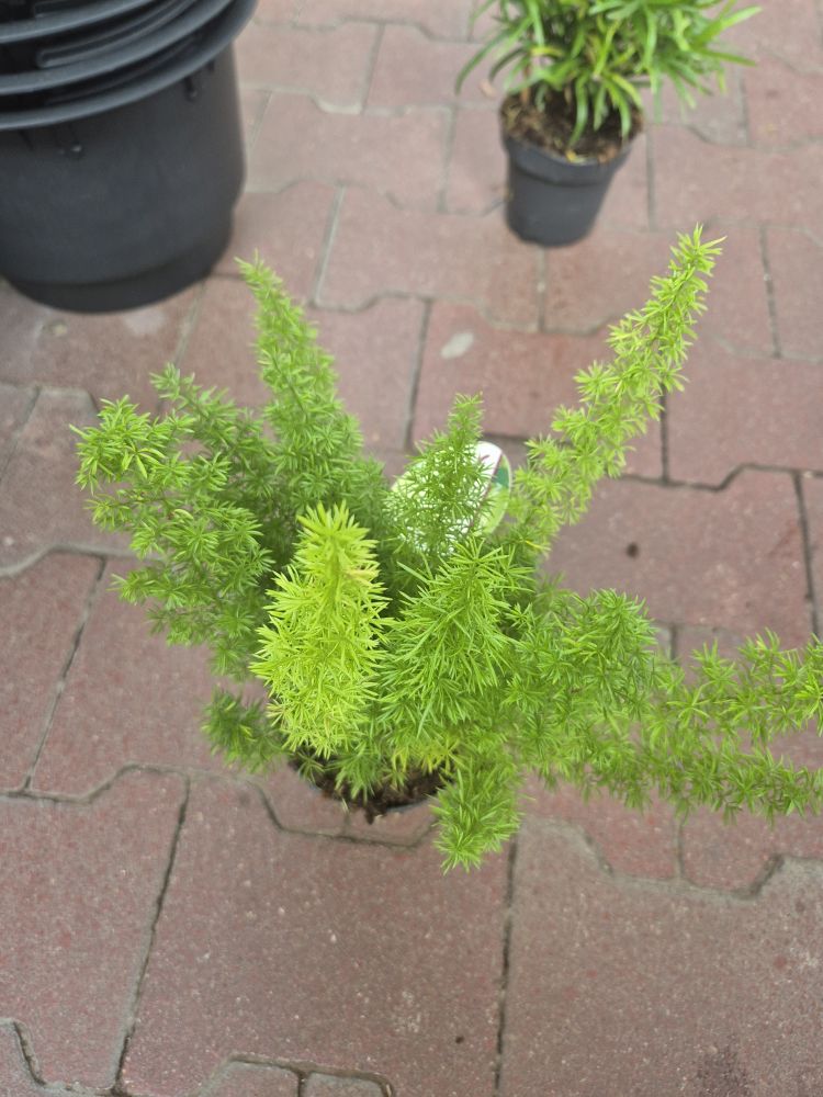 Asparagus pierzasty rozmnażanie