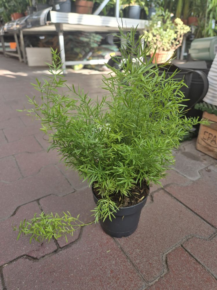 Asparagus pierzasty