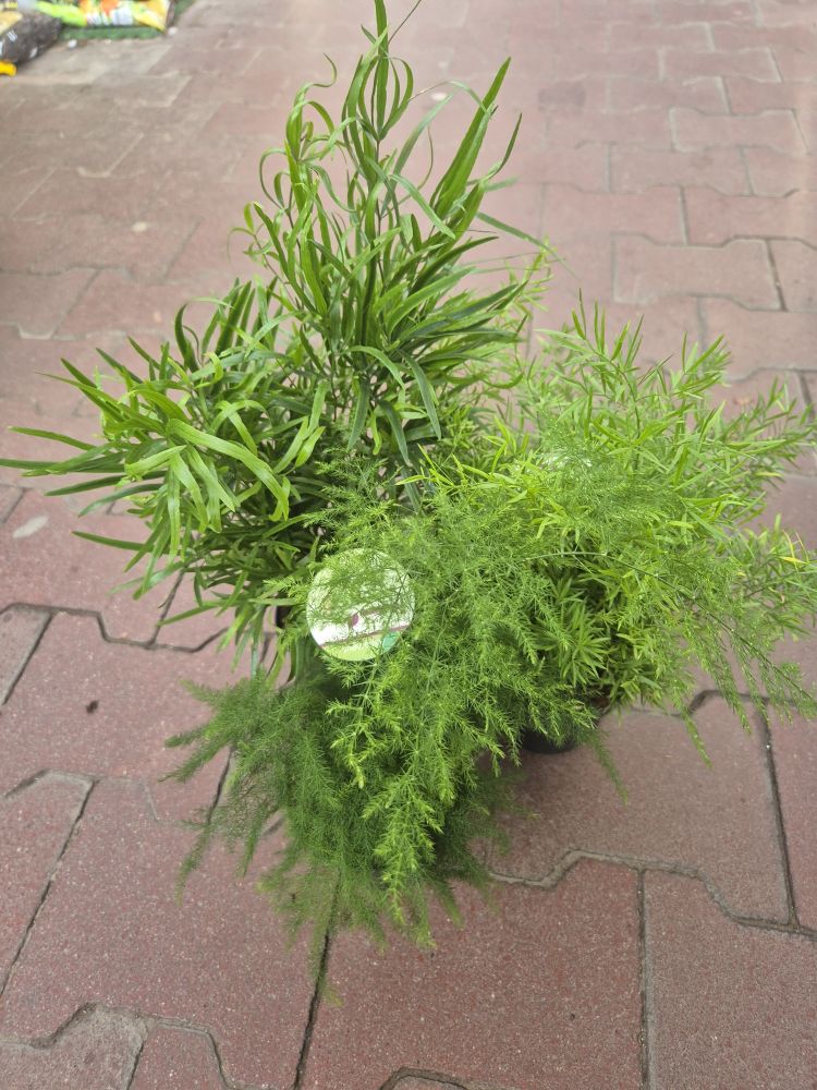 Asparagus