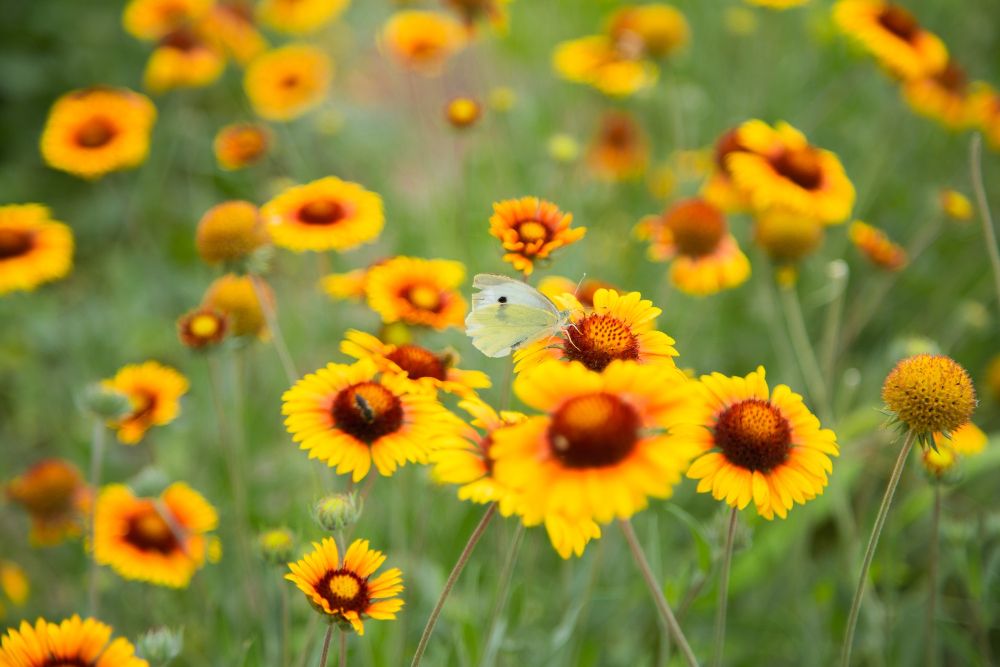 Gaillardia aristata