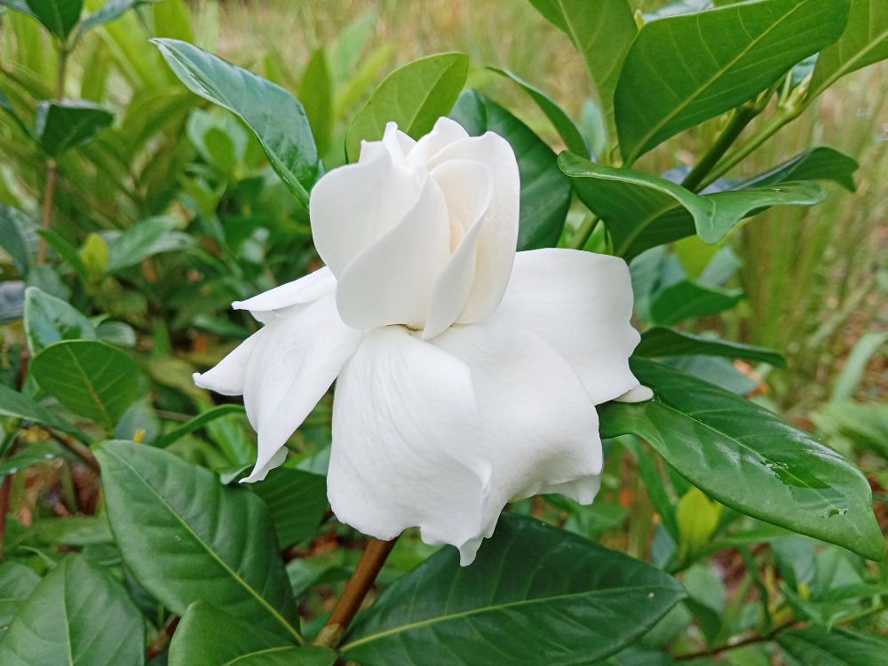 Gardenia doniczkowa pielęgnacja