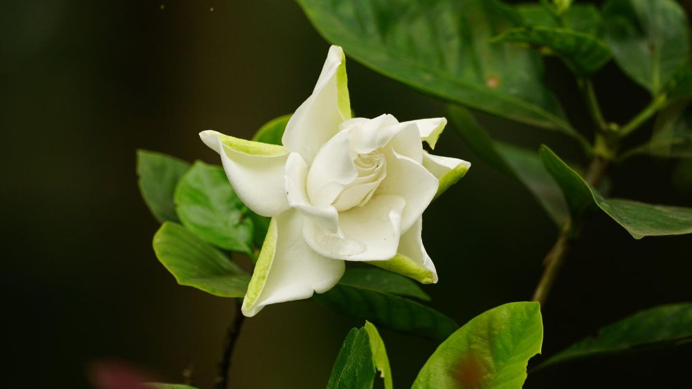 Gardenia doniczkowa