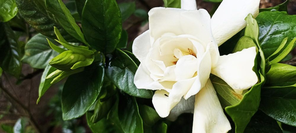 Gardenia jasminoides