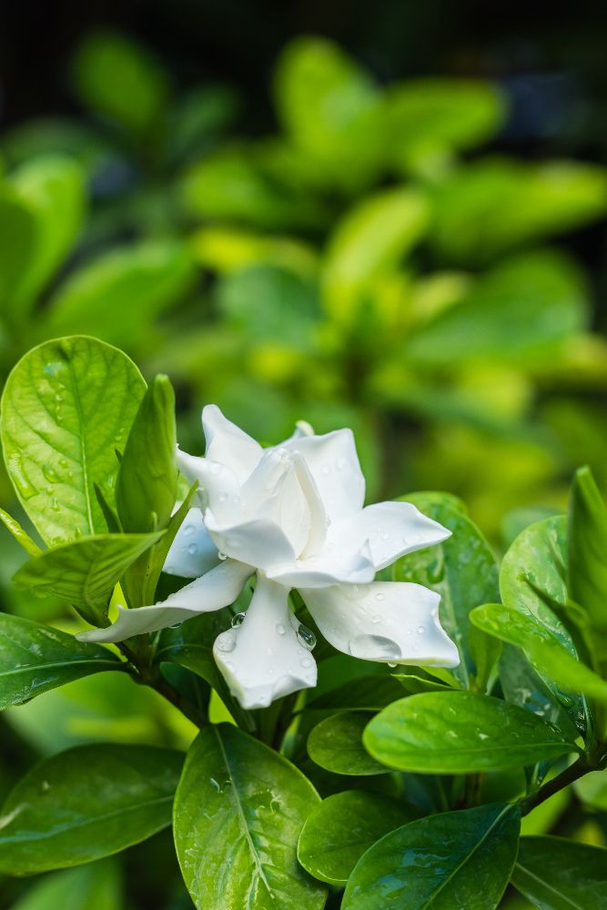 Gardenia jaśminowa