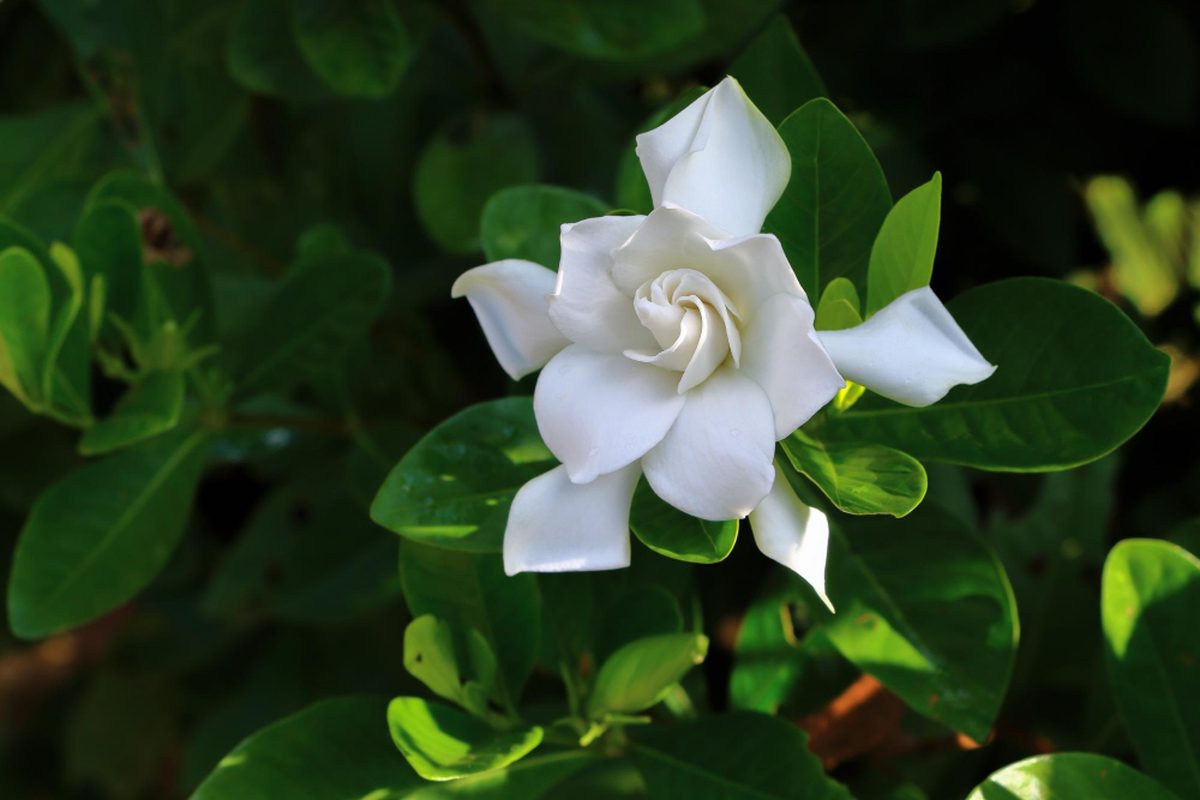 Gardenia jaśminowata