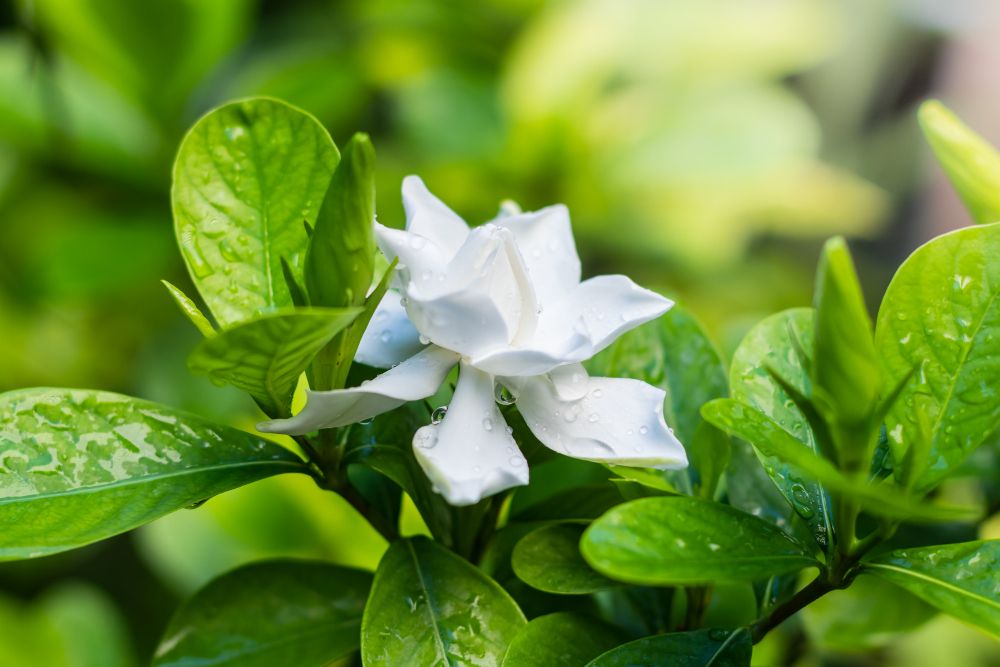 Gardenia kwiat