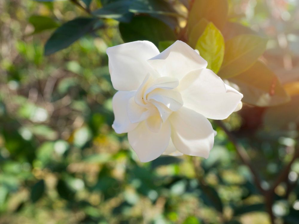 Gardenia uprawa w ogrodzie