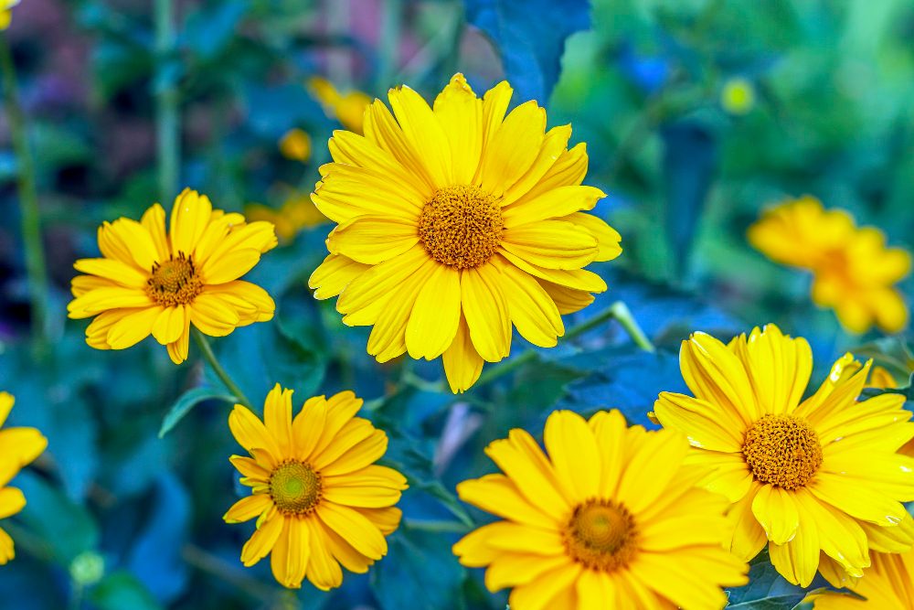 Heliopsis helianthoides