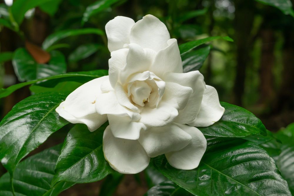 Kwiat gardenia w domu